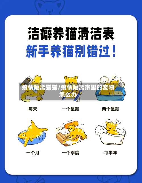 疫情隔离猫猫/疫情隔离家里的宠物怎么办-第2张图片