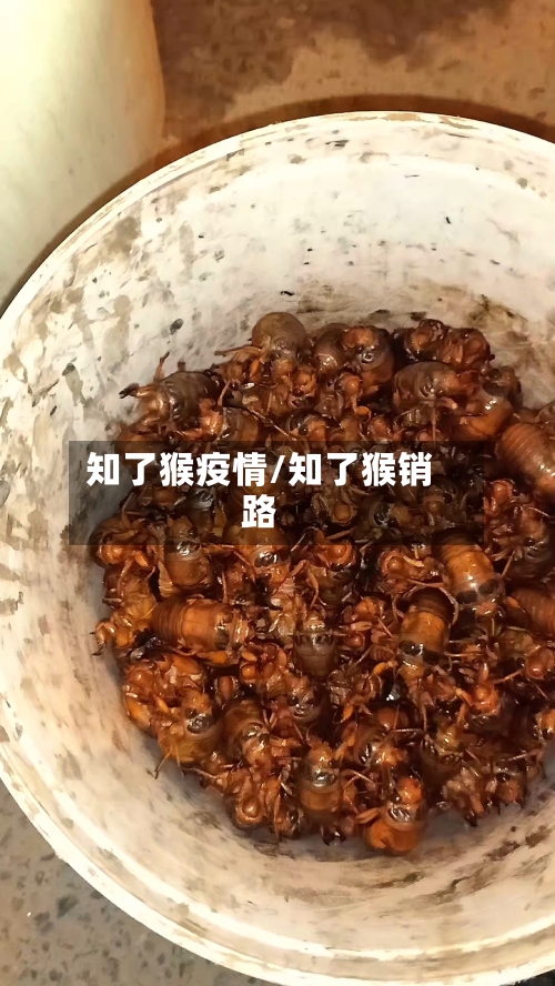 知了猴疫情/知了猴销路