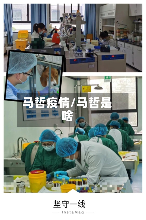 马哲疫情/马哲是啥