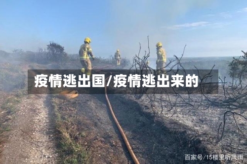 疫情逃出国/疫情逃出来的-第3张图片