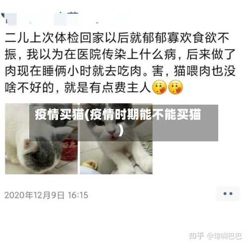 疫情买猫(疫情时期能不能买猫)