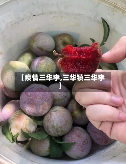 【疫情三华李,三华镇三华李】