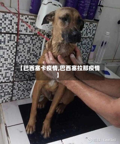 【巴西塞卡疫情,巴西塞拉那疫情】-第2张图片