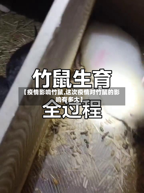 【疫情影响竹鼠,这次疫情对竹鼠的影响有多大】