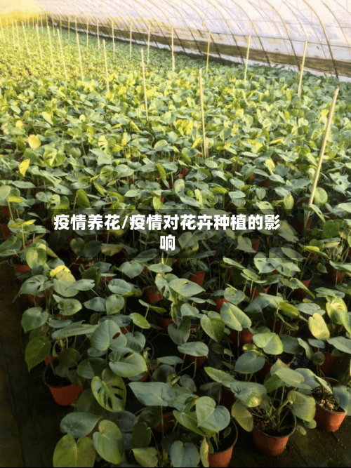 疫情养花/疫情对花卉种植的影响