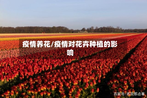 疫情养花/疫情对花卉种植的影响-第2张图片