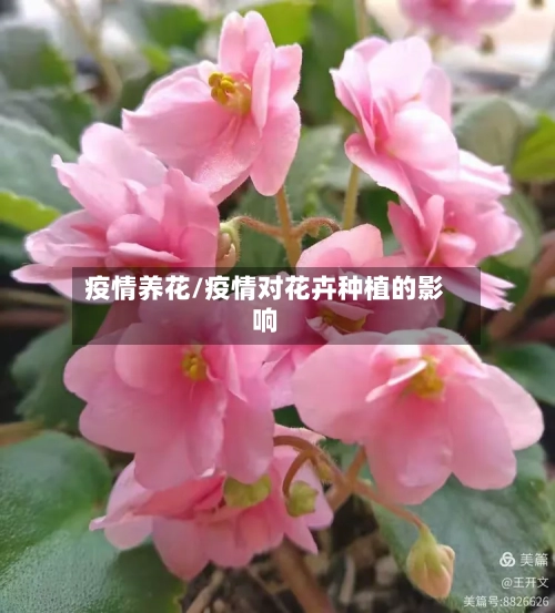 疫情养花/疫情对花卉种植的影响-第3张图片