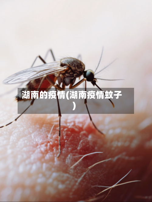 湖南的疫情(湖南疫情蚊子)-第3张图片