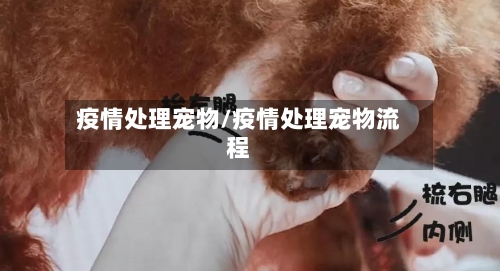 疫情处理宠物/疫情处理宠物流程-第2张图片