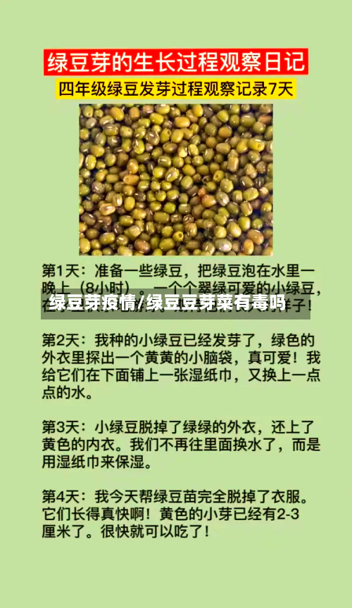 绿豆芽疫情/绿豆豆芽菜有毒吗