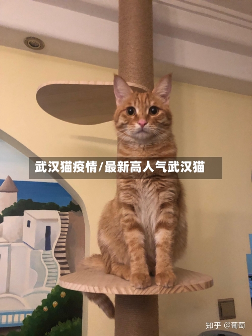 武汉猫疫情/最新高人气武汉猫-第3张图片