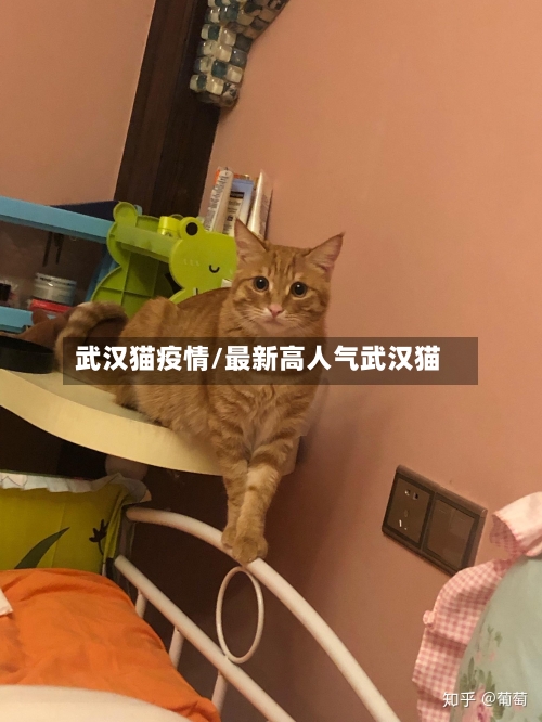 武汉猫疫情/最新高人气武汉猫-第2张图片