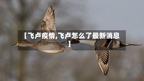 【飞卢疫情,飞卢怎么了最新消息】