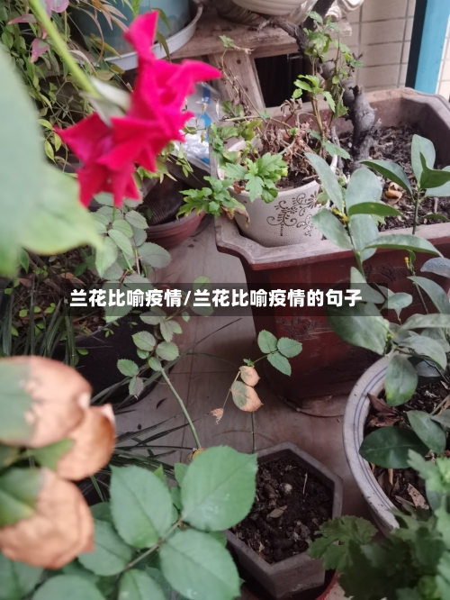 兰花比喻疫情/兰花比喻疫情的句子