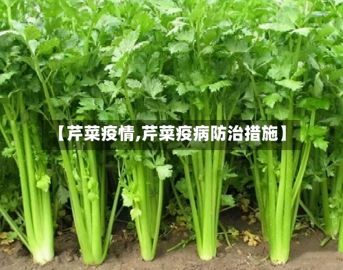 【芹菜疫情,芹菜疫病防治措施】-第3张图片