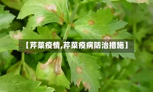 【芹菜疫情,芹菜疫病防治措施】