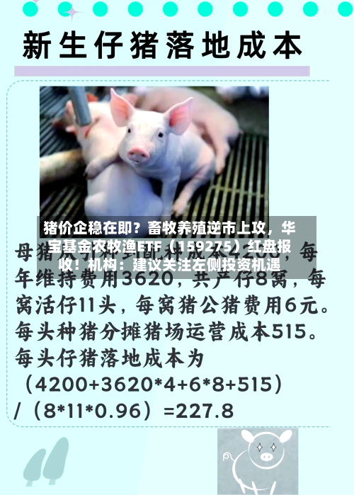 猪价企稳在即？畜牧养殖逆市上攻，华宝基金农牧渔ETF（159275）红盘报收！机构：建议关注左侧投资机遇-第2张图片
