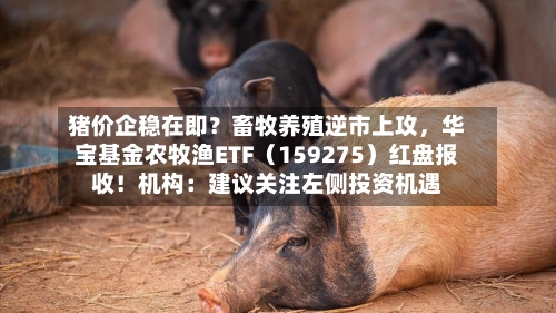 猪价企稳在即？畜牧养殖逆市上攻，华宝基金农牧渔ETF（159275）红盘报收！机构：建议关注左侧投资机遇-第3张图片