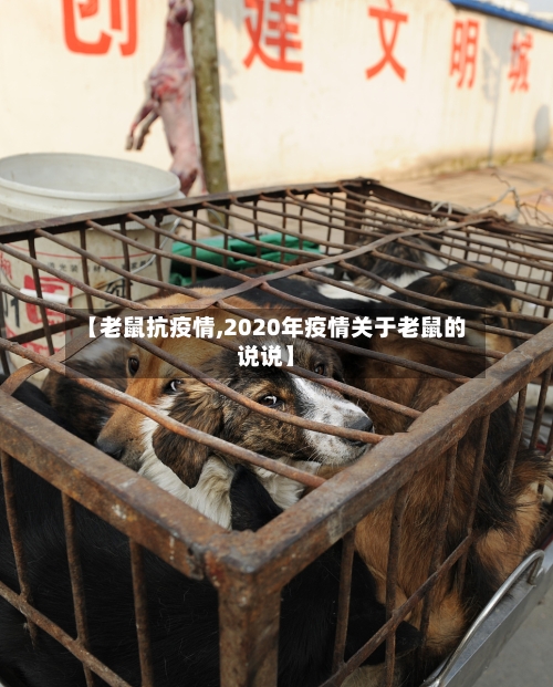 【老鼠抗疫情,2020年疫情关于老鼠的说说】-第2张图片