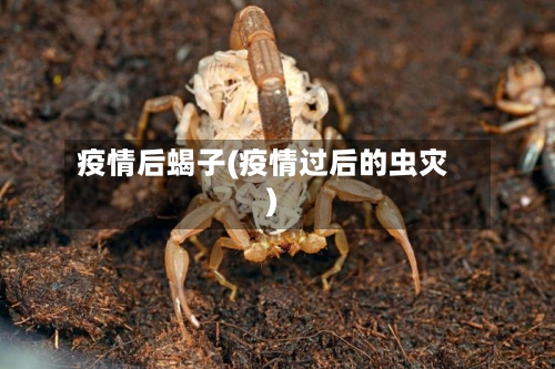 疫情后蝎子(疫情过后的虫灾)