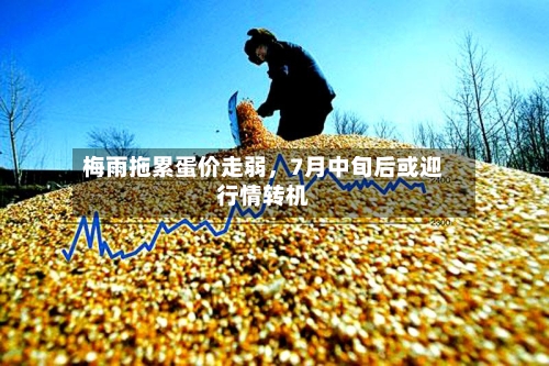 梅雨拖累蛋价走弱，7月中旬后或迎行情转机