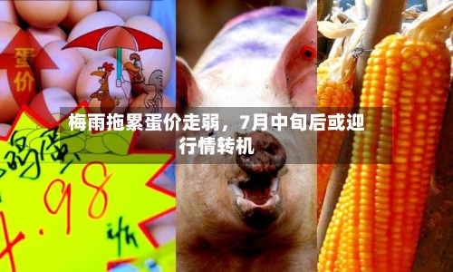 梅雨拖累蛋价走弱，7月中旬后或迎行情转机-第3张图片