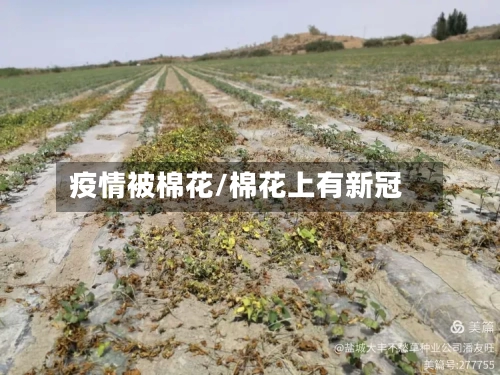疫情被棉花/棉花上有新冠-第3张图片