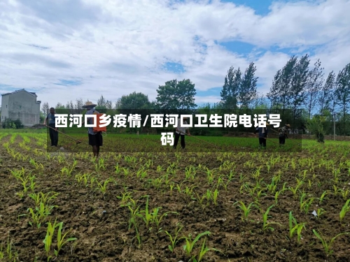 西河口乡疫情/西河口卫生院电话号码