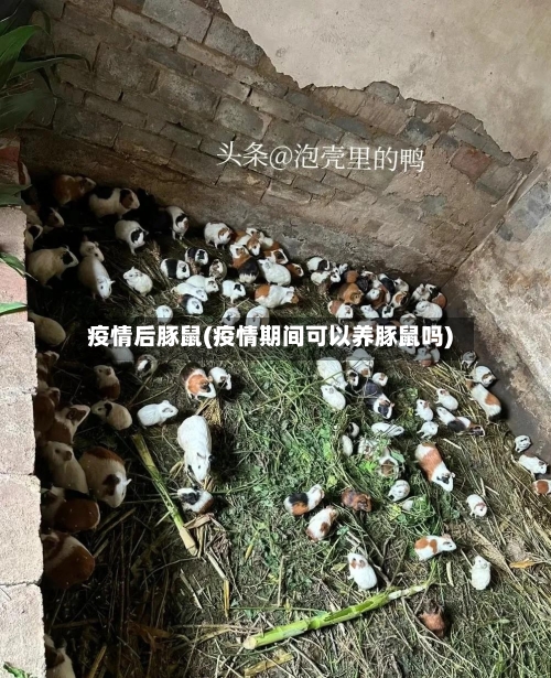 疫情后豚鼠(疫情期间可以养豚鼠吗)-第3张图片
