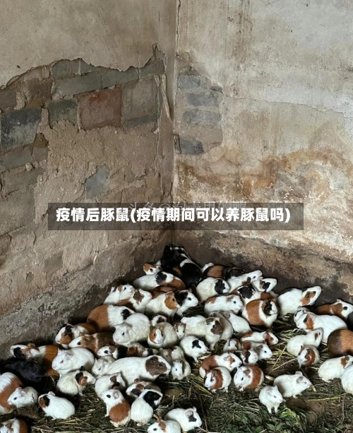 疫情后豚鼠(疫情期间可以养豚鼠吗)
