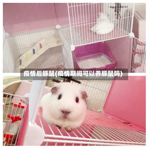 疫情后豚鼠(疫情期间可以养豚鼠吗)-第2张图片