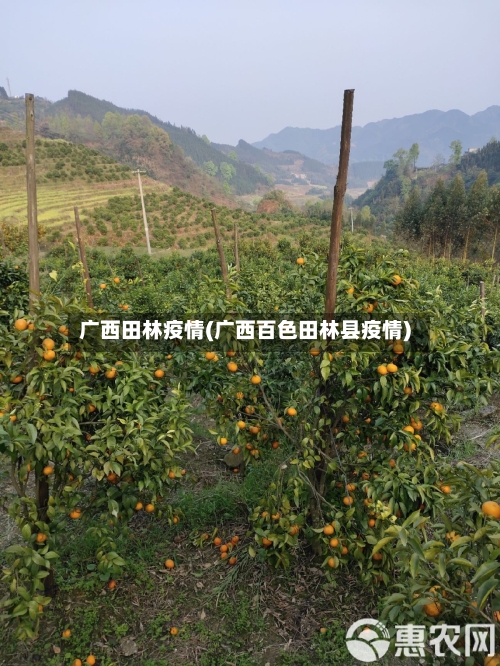 广西田林疫情(广西百色田林县疫情)-第3张图片