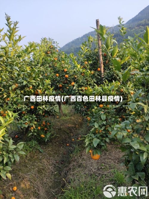 广西田林疫情(广西百色田林县疫情)-第2张图片