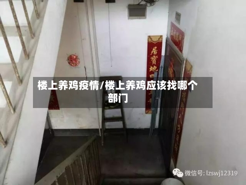 楼上养鸡疫情/楼上养鸡应该找哪个部门-第3张图片