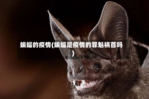 蝙蝠的疫情(蝙蝠是疫情的罪魁祸首吗)