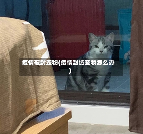 疫情被封宠物(疫情封城宠物怎么办)