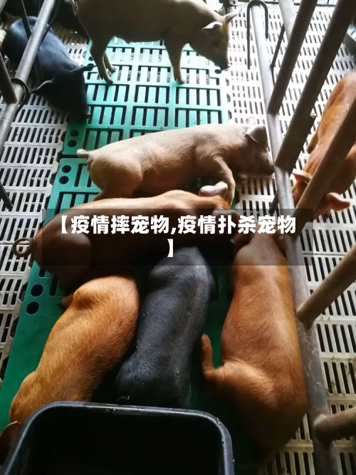 【疫情摔宠物,疫情扑杀宠物】