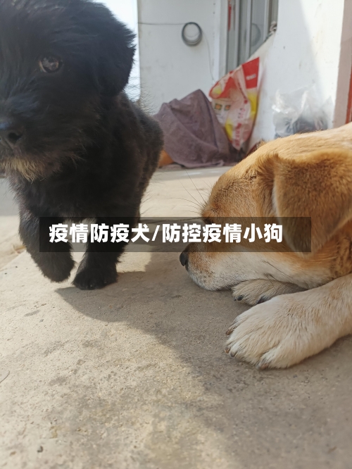疫情防疫犬/防控疫情小狗-第2张图片