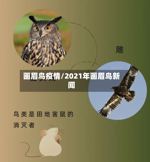 画眉鸟疫情/2021年画眉鸟新闻-第2张图片
