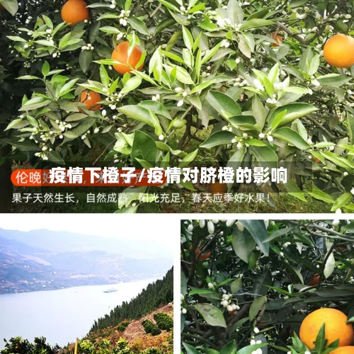 疫情下橙子/疫情对脐橙的影响-第2张图片