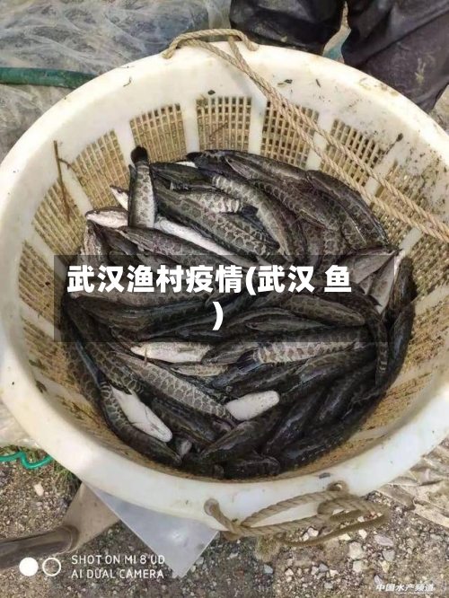 武汉渔村疫情(武汉 鱼)-第2张图片