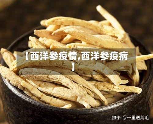 【西洋参疫情,西洋参疫病】-第2张图片