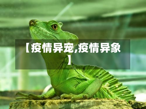 【疫情异宠,疫情异象】-第2张图片