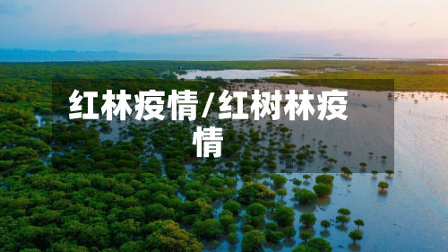 红林疫情/红树林疫情-第3张图片
