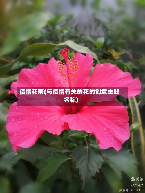 疫情花蕾(与疫情有关的花的创意主题名称)