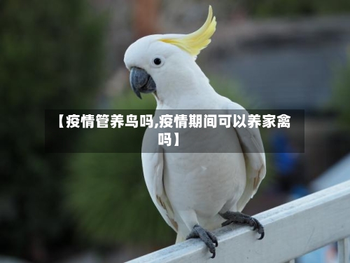 【疫情管养鸟吗,疫情期间可以养家禽吗】