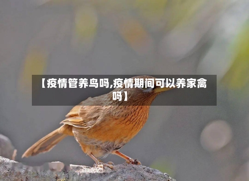 【疫情管养鸟吗,疫情期间可以养家禽吗】-第2张图片