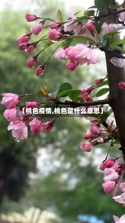 【桃色疫情,桃色是什么意思】