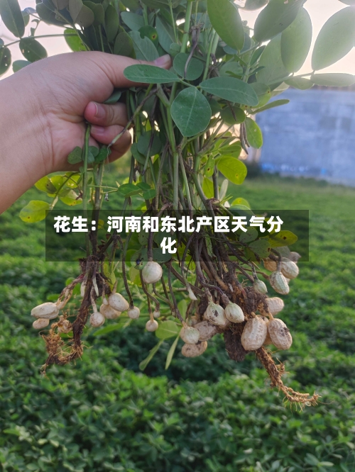 花生:河南和东北产区天气分化-第3张图片