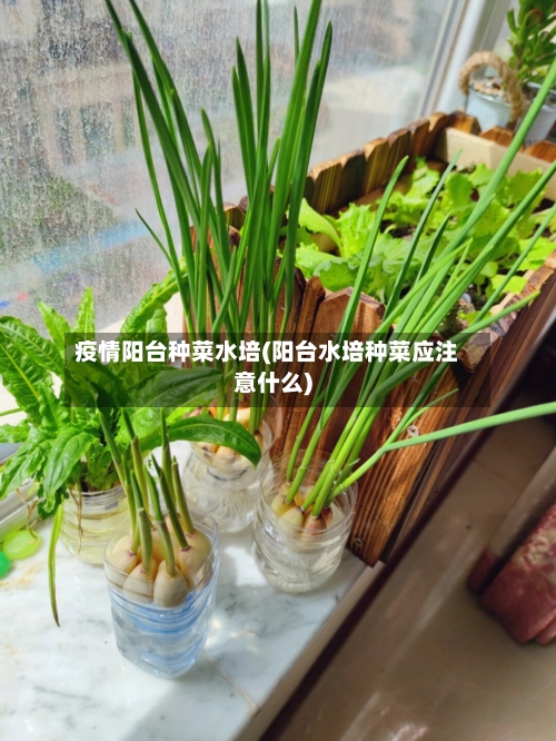 疫情阳台种菜水培(阳台水培种菜应注意什么)